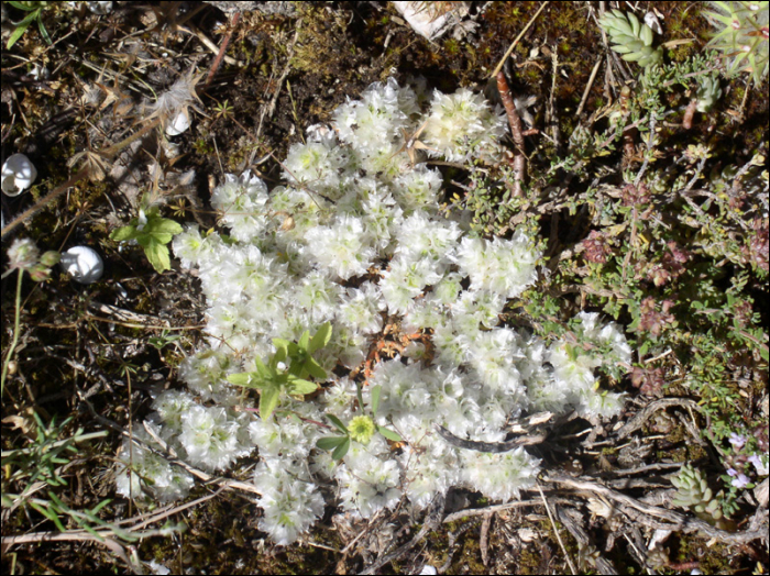 Paronychia capitata (=P. nivea)