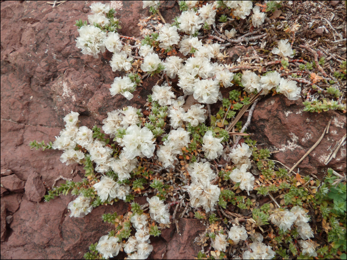 Paronychia serpyllifolia