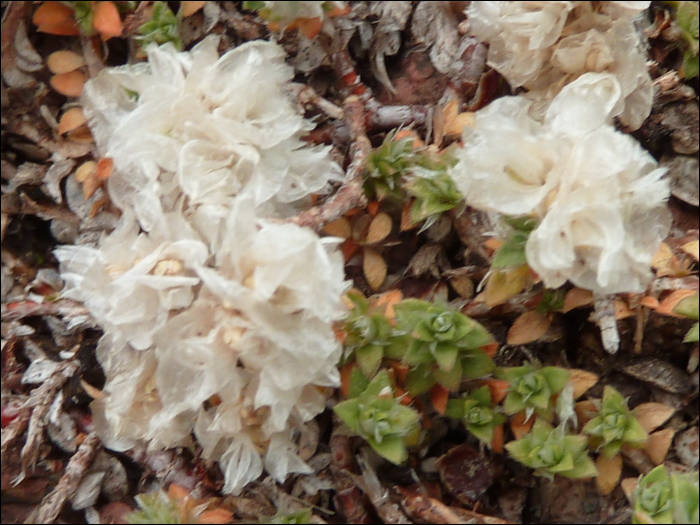 Paronychia serpyllifolia