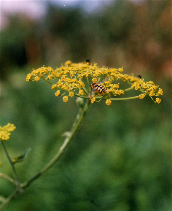 Pastinaca sativa L.