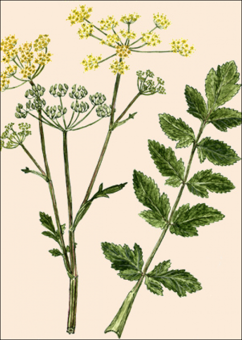 Pastinaca sativa L.