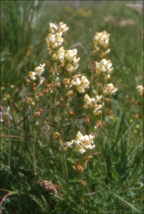 Pedicularis ascendens Gaudin (=P. barreleri) 