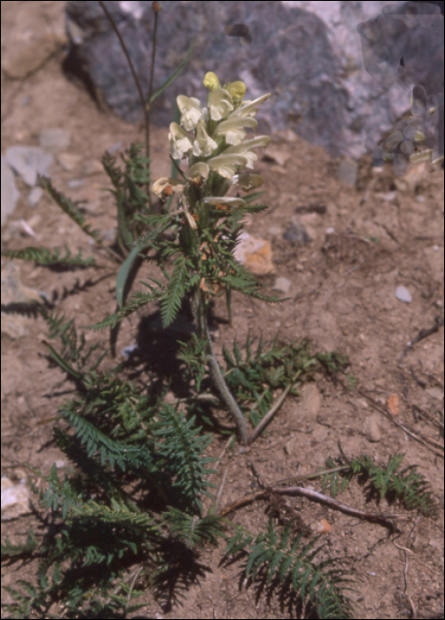 Pedicularis comosa L.