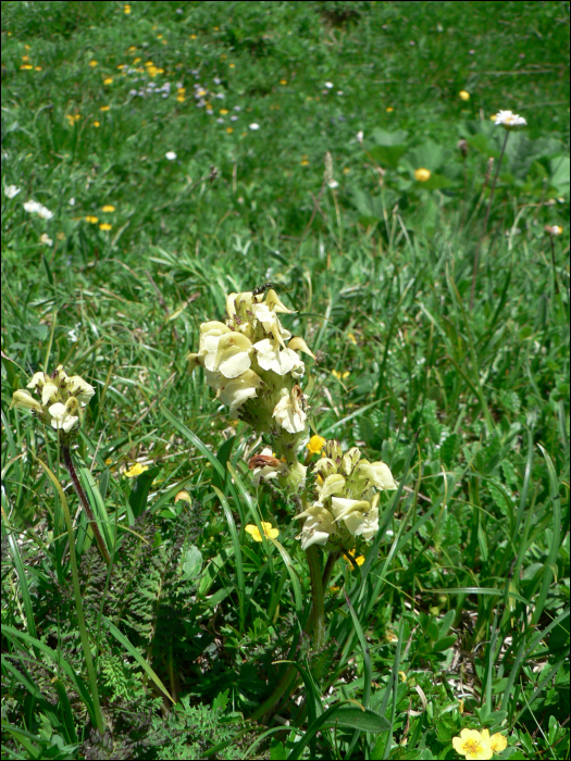 Pedicularis comosa L.