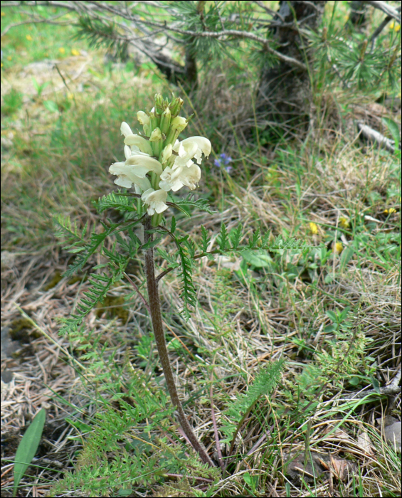 Pedicularis comosa L.