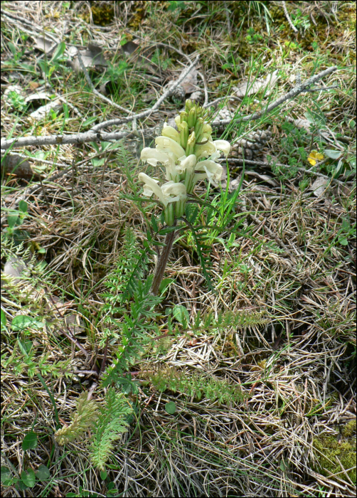 Pedicularis comosa L.