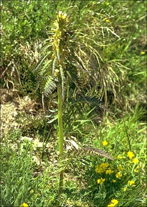 Pedicularis foliosa L.