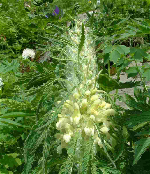 Pedicularis foliosa L.