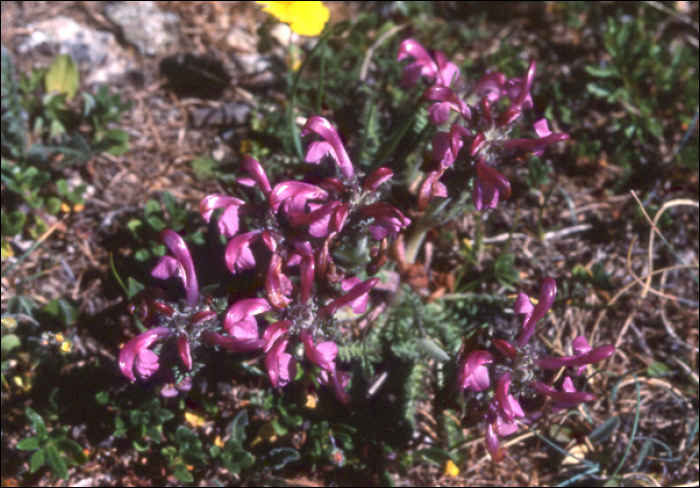 Pedicularis gyroflexa Villars