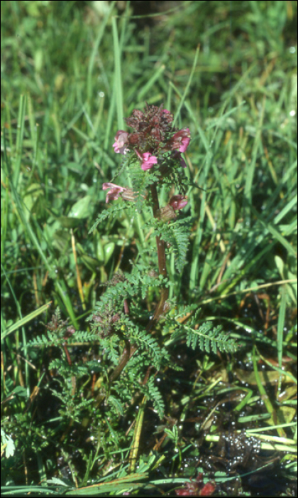 Pedicularis palustris