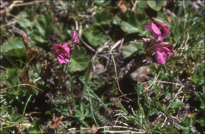 Pedicularis purpurea