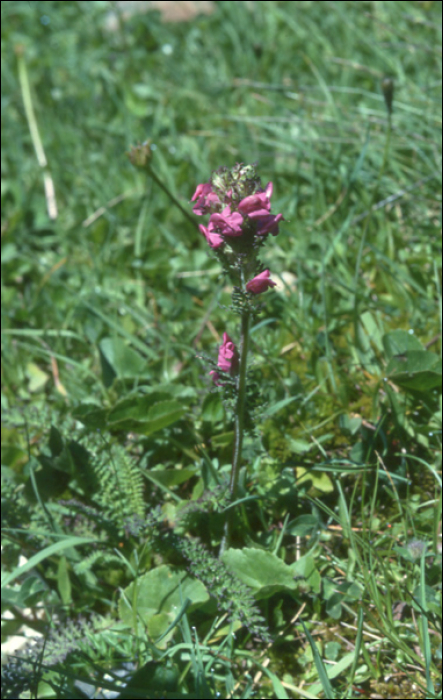 Pedicularis pyrenaïca Gay