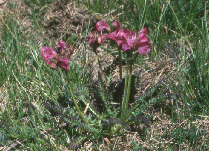 Pedicularis rostratocapitata Crantz (=P. incarnata)