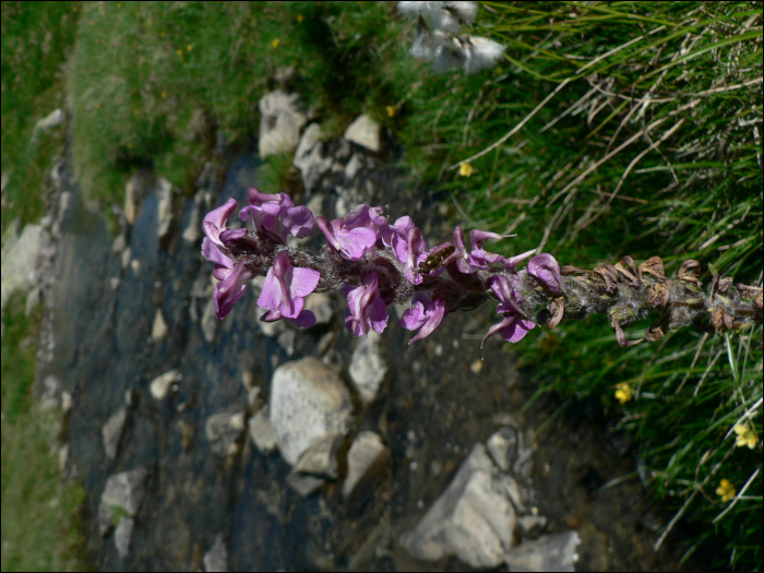 Pedicularis rostratocapitata Crantz (=P. incarnata)