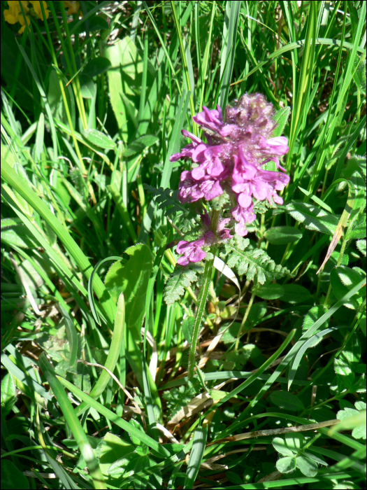 Pedicularis verticillata l.