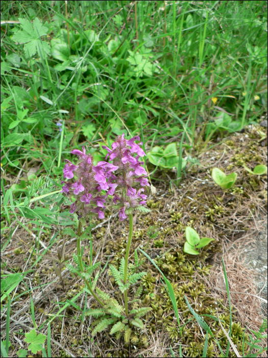 Pedicularis verticillata l.