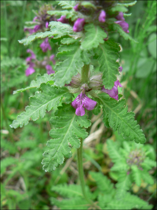 Pedicularis verticillata l.