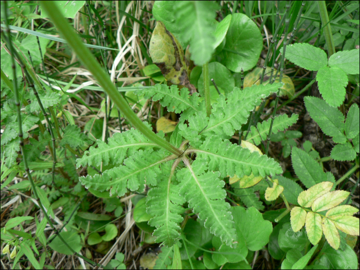 Pedicularis verticillata l.