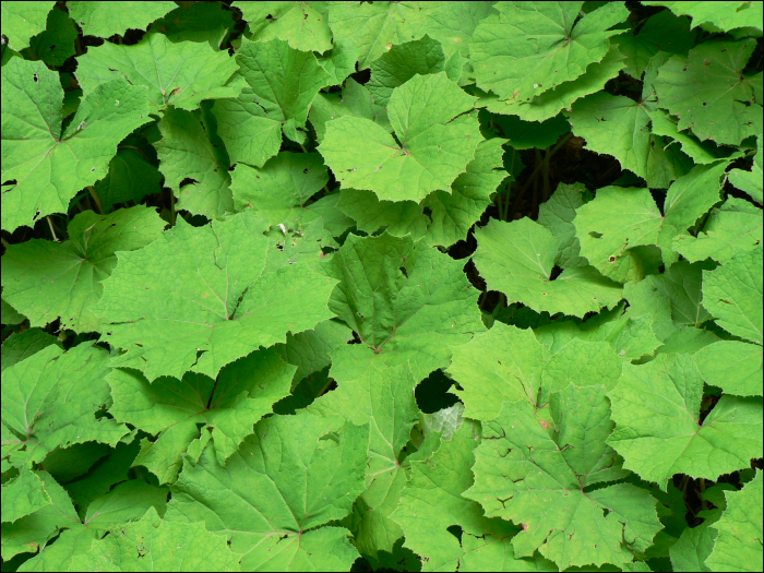 Petasites albus Gaertn.