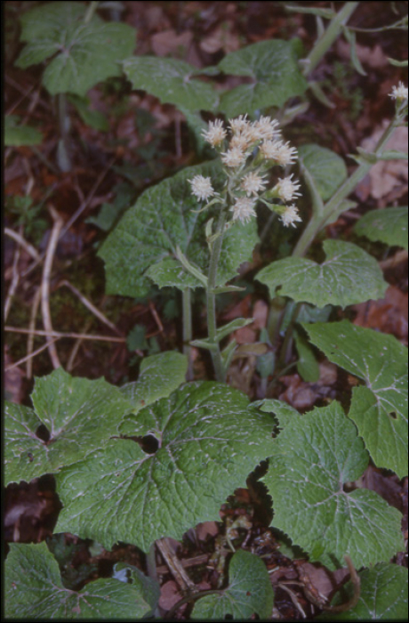 Petasites albus Gaertn.