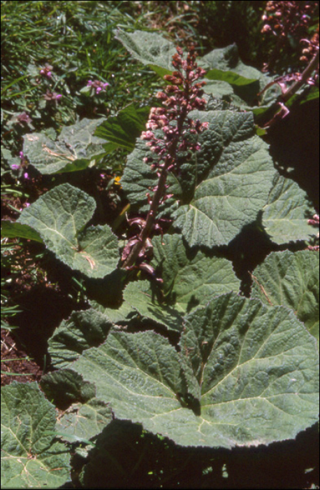 Petasites hybridus (L.) (=P. officinale)