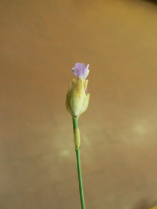 Petrorhagia prolifera (L.) (=Dianthus  prolifer)