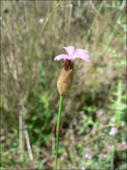 Petrorhagia prolifera (L.) (=Dianthus  prolifer)