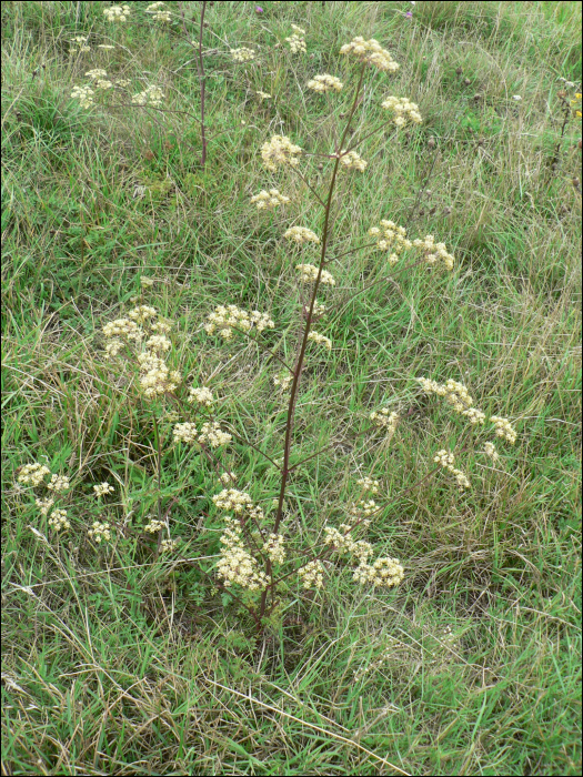 Peucedanum alsaticum