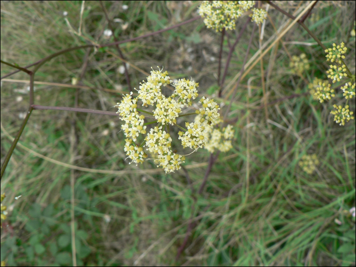 Peucedanum alsaticum