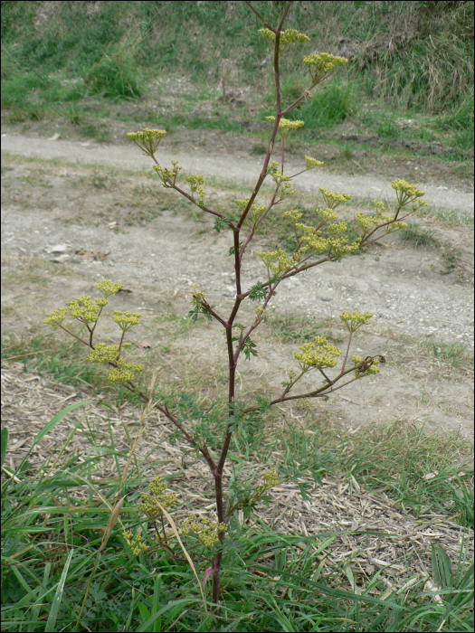 Peucedanum alsaticum