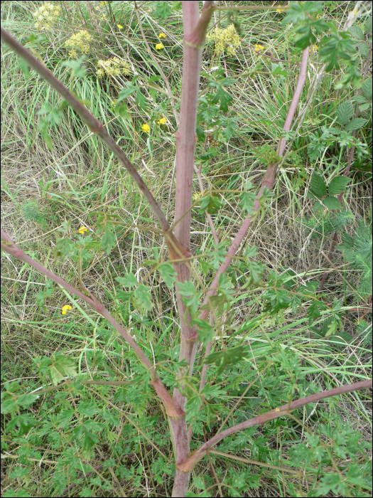 Peucedanum alsaticum