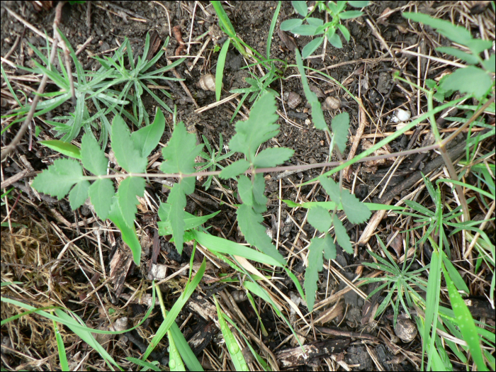 Peucedanum alsaticum