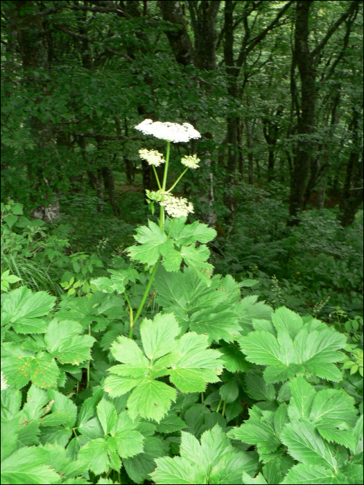 Peucedanum ostruthium  (L.)