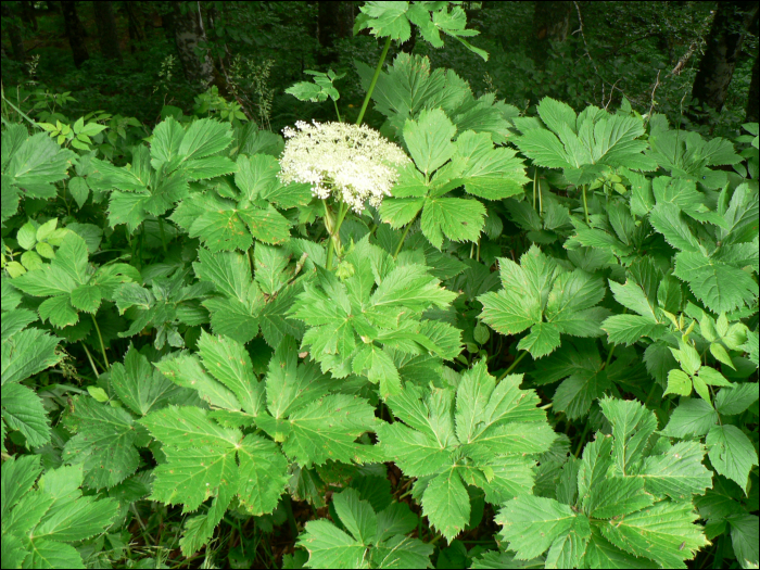 Peucedanum ostruthium  (L.)