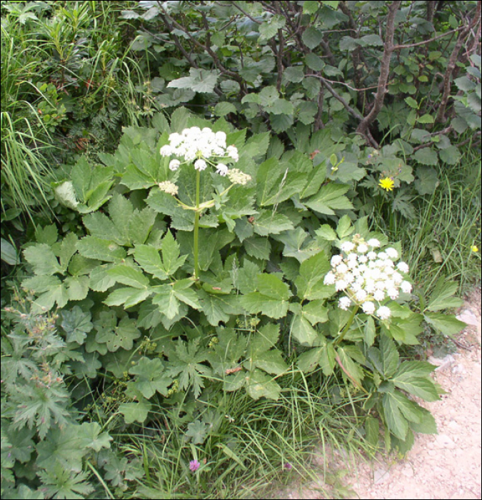 Peucedanum ostruthium  (L.)