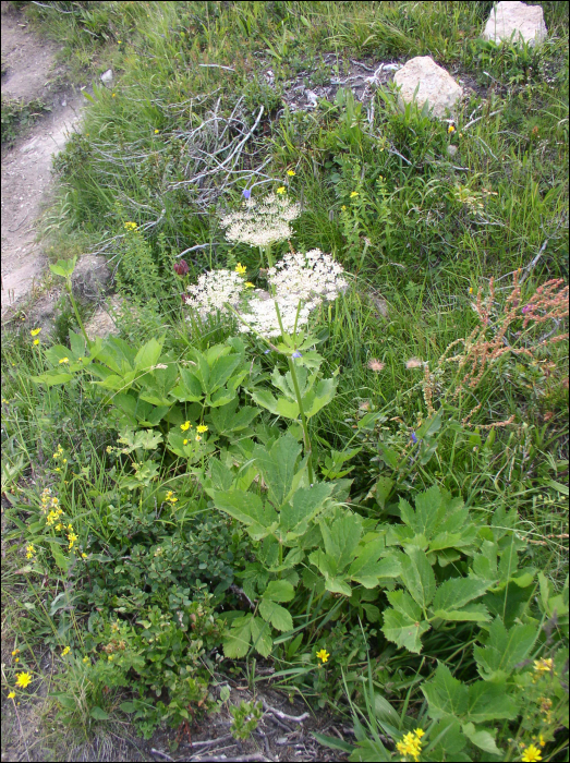 Peucedanum ostruthium  (L.)