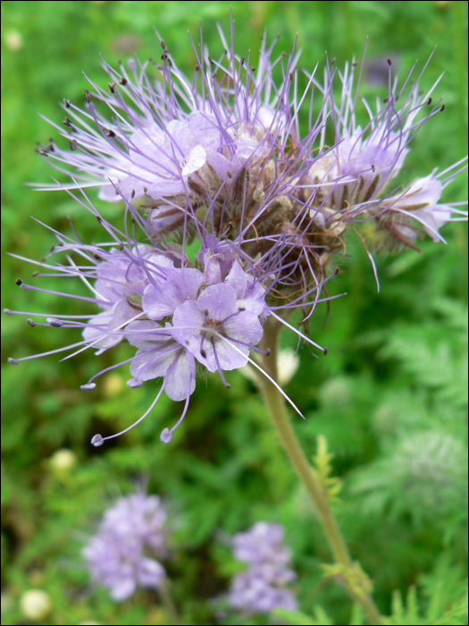 Phacelia tanacetifolia