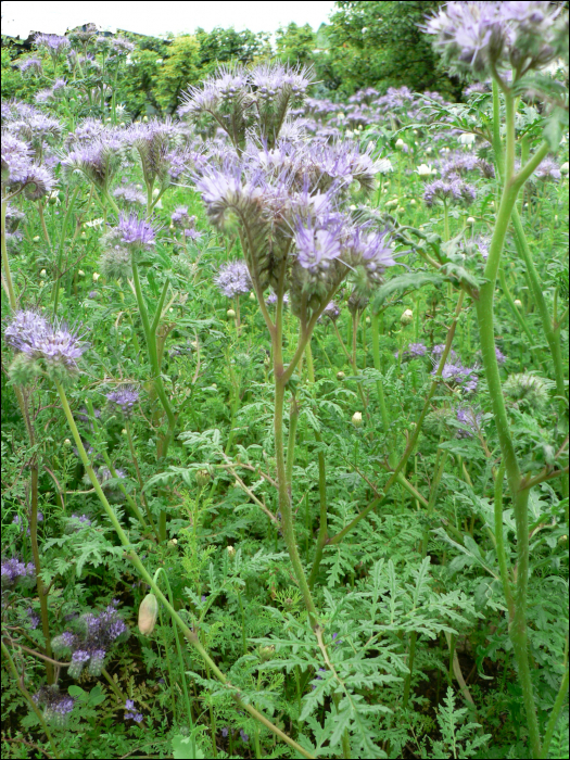 Phacelia tanacetifolia