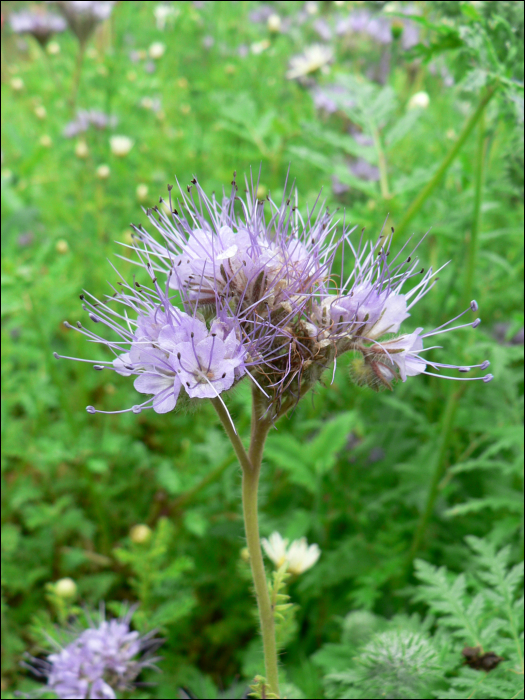 Phacelia tanacetifolia