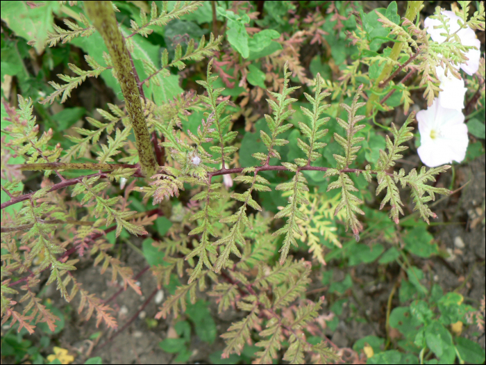 Phacelia tanacetifolia