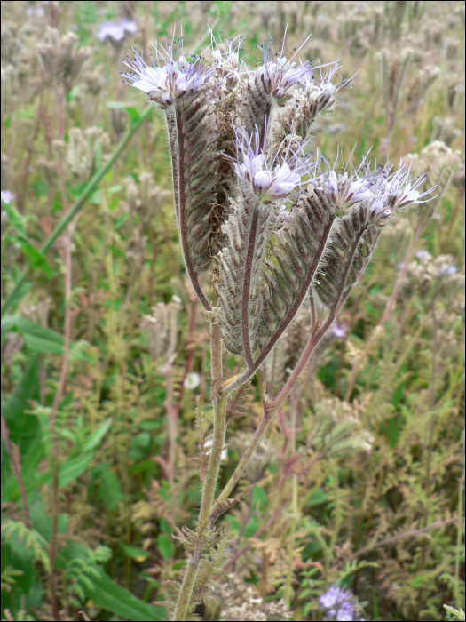 Phacelia tanacetifolia