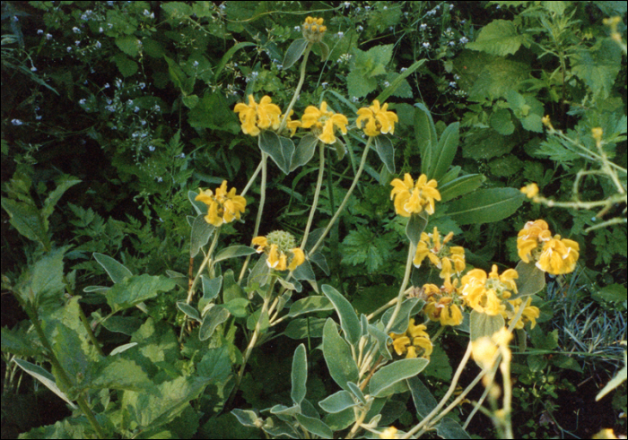 Phlomis fruticosa