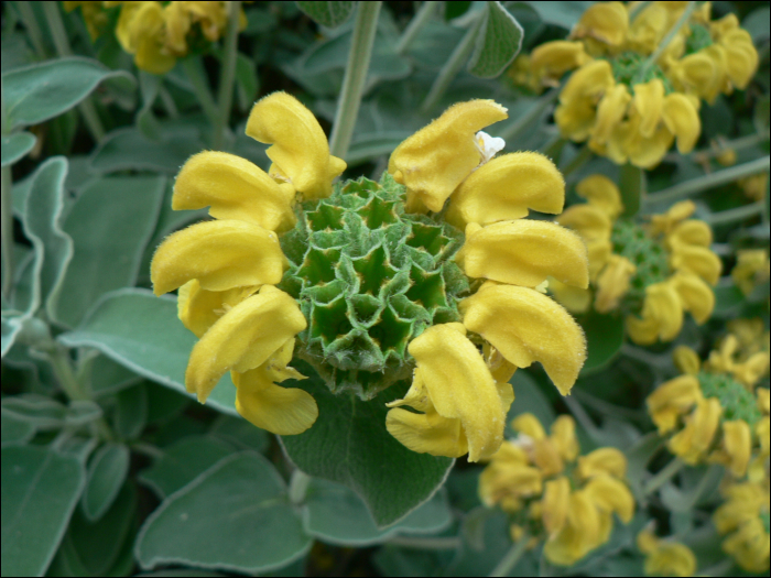 Phlomis fruticosa