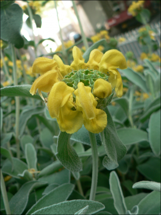 Phlomis fruticosa