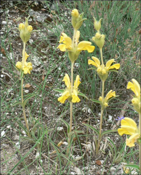 Phlomis lychnitis