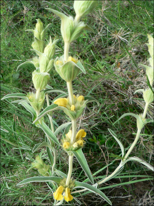 Phlomis lychnitis