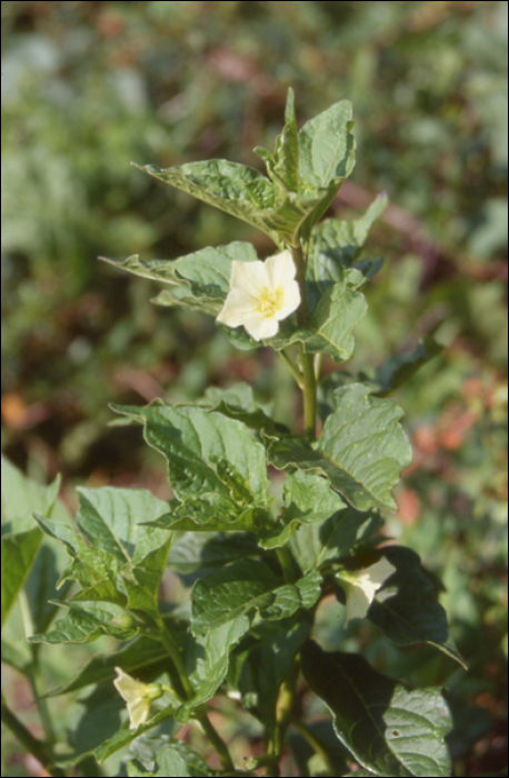 Physalis alkekengi L.