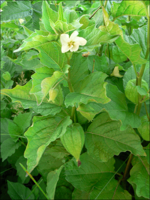 Physalis alkekengi L.