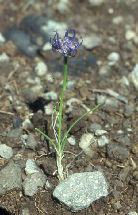 Phyteuma hemisphaericum L.