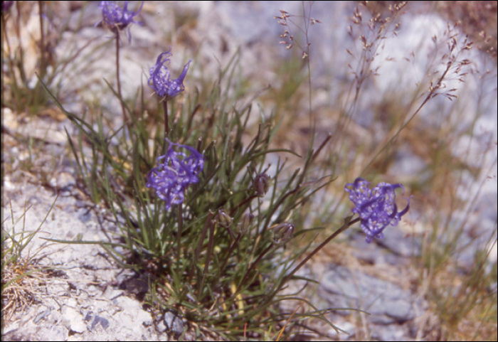 Phyteuma hemisphaericum L.